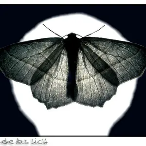 nachtfalter Radio