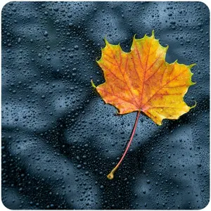 Radio Natur RADIO Regen